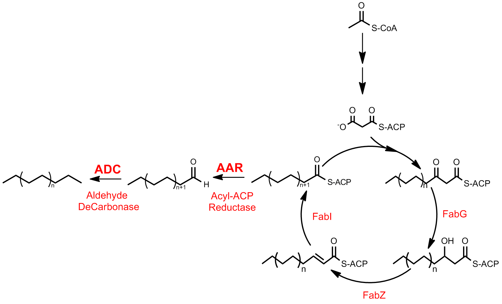 12SJTU Alkane Biosynthetic Pathway.png