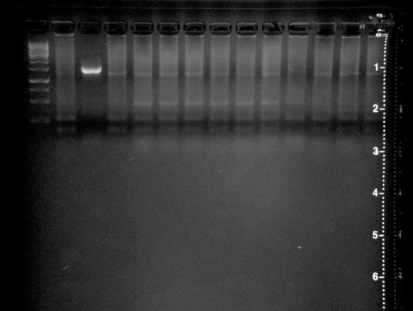 Direpeat amplification by colony PCR