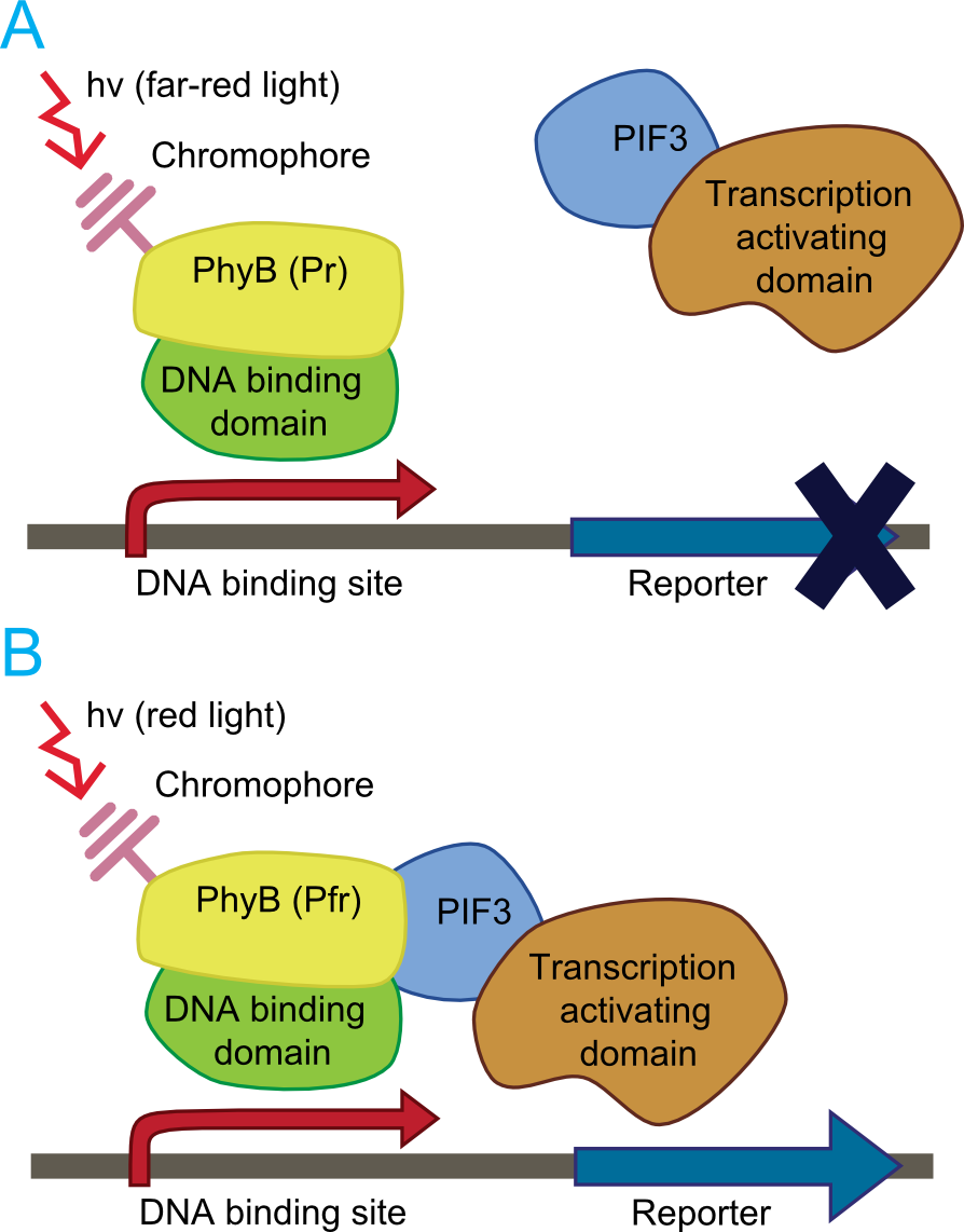 Principle of light-dependent switching of gene-expression.