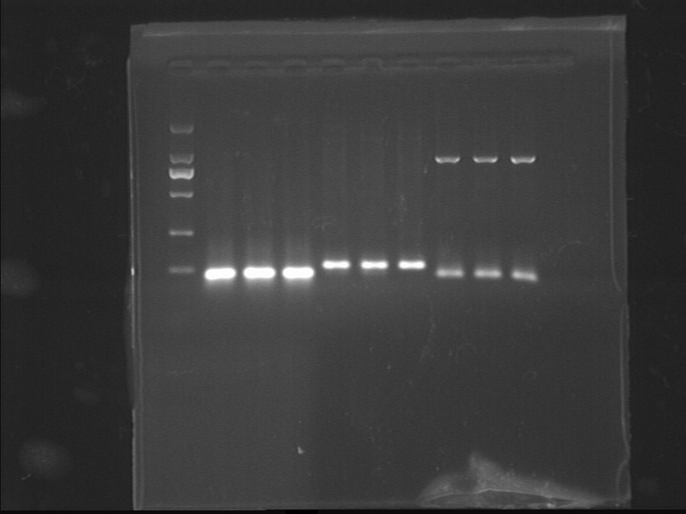 12SJTU 120710fl3 dsb lgt PCR.jpg