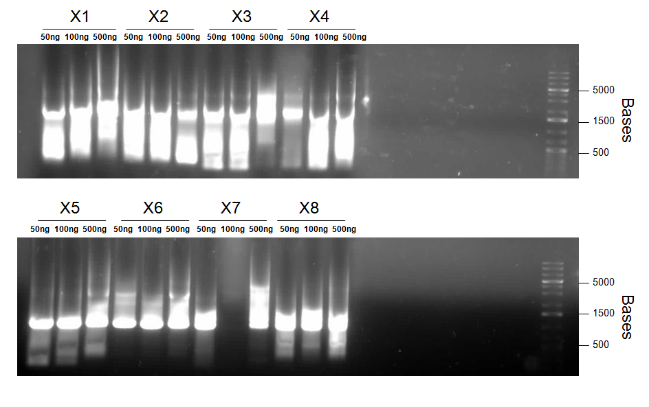 Figure 24: Round 2 of Splice-Overlap-Extention PCR. Reactions were carried out as described above, with varying amounts of gel-extracted DNA template from the previous PCR round as indicated above the wells. Bands were extracted using Qiagen QIAquick Gel Extraction Kit. Cycling conditions for the PCR reactions were: Stage 1 (95%deg;C for 2 min.), Stage 2 (94%deg;C for 1 min., 65%deg;C for 1 min, 72%deg;C for 3 min. 30 s.)x 31, Stage 3 (72%deg;C for 10 min.). Faint bands seen at ~3000bp  indicate amplification of the desired product.