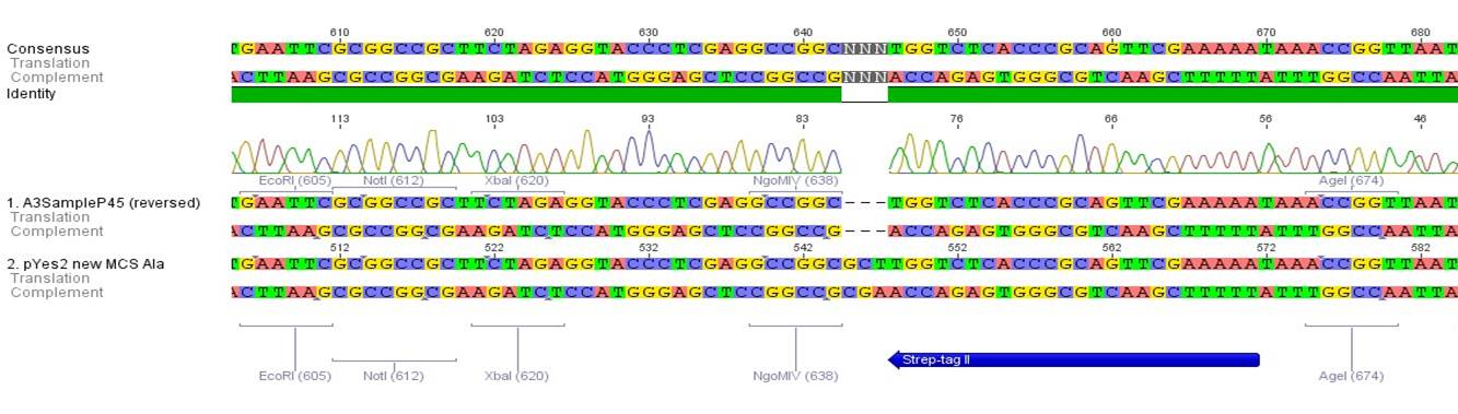 TUM12 Sequencing results of P45 06.07.2012.pdf