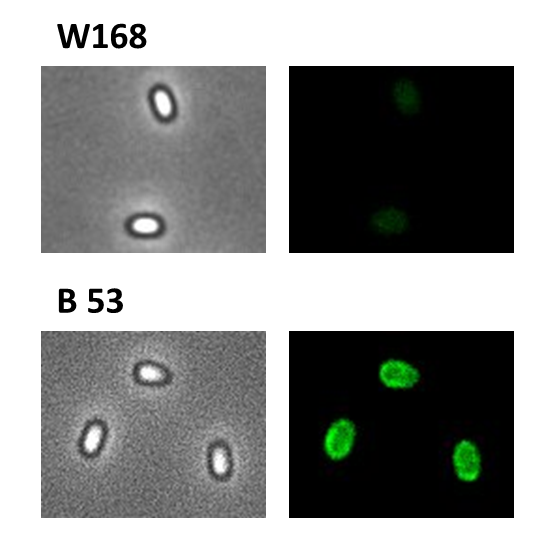 WT-B53 fluorescence.png