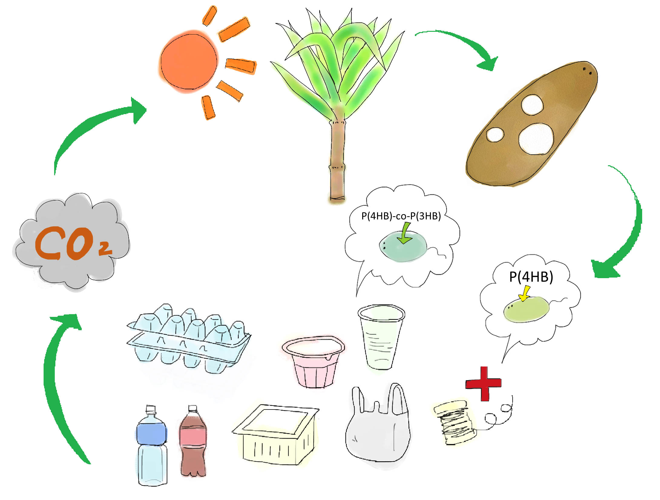 Figure2 Bio-Plastic is eco-friendly