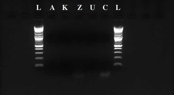 PCR-July6.jpg
