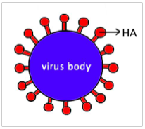 Flu virus.jpg