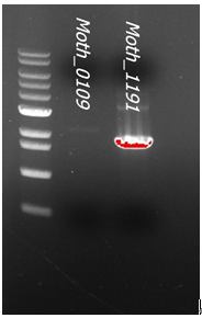 120824 0109 1191 pcr gel picture.png