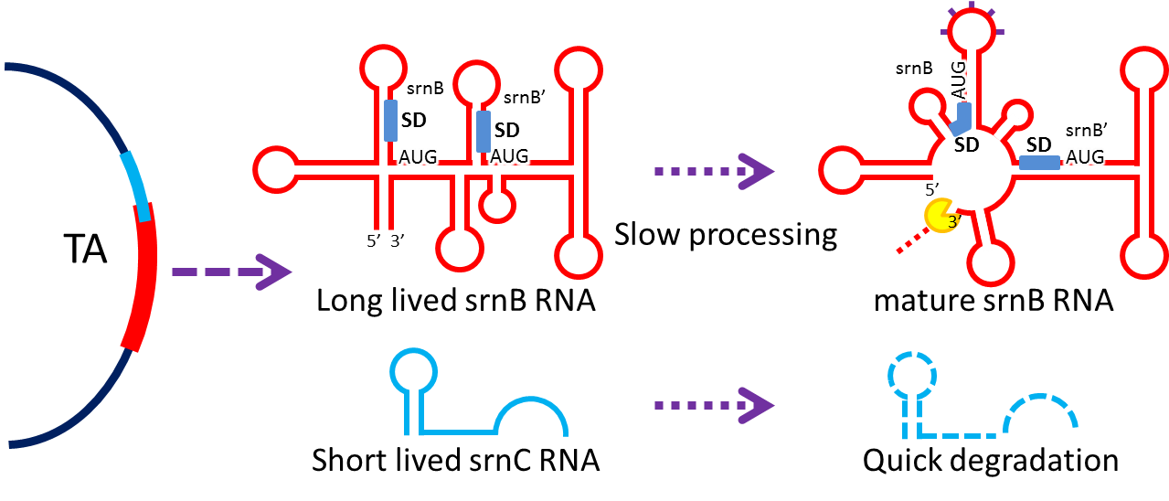 NTU-Taida-SrnBC-Mechanism1.png