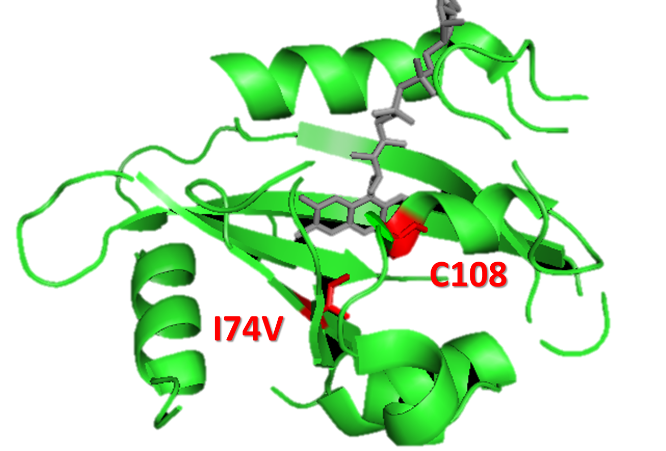 Figure 15. Mutation 1