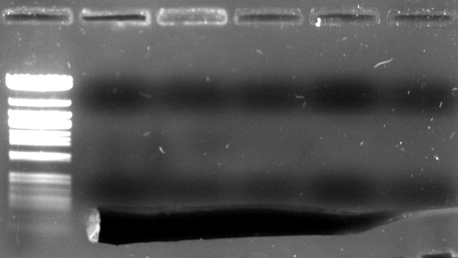 120502 PCR 5.jpg