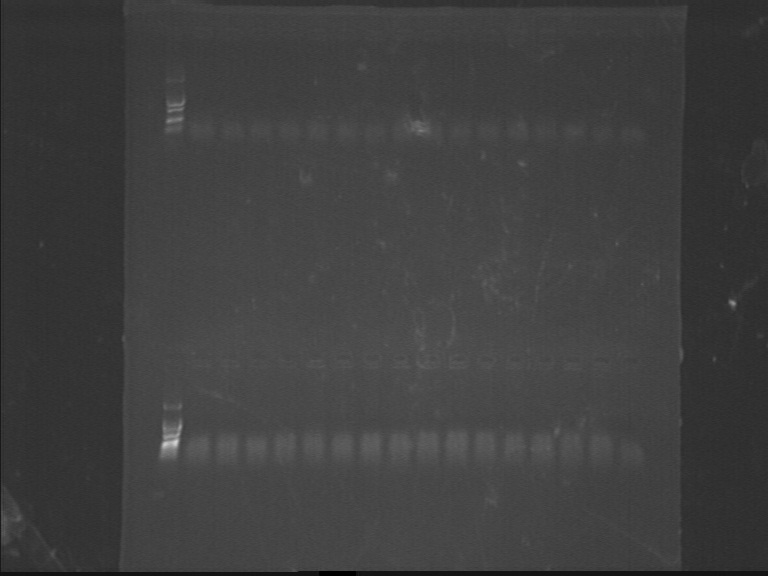 12SJTU 120715F-G PCR.jpg