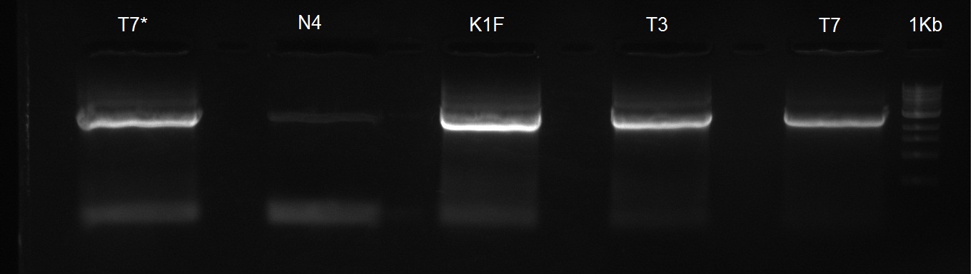 2.9 polymerase extraction gel-view.jpg