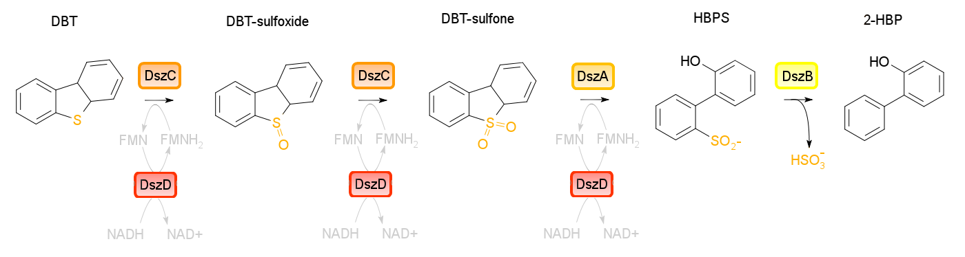 Ucalgary team sulfur 4s enzyme pathway diagram.png