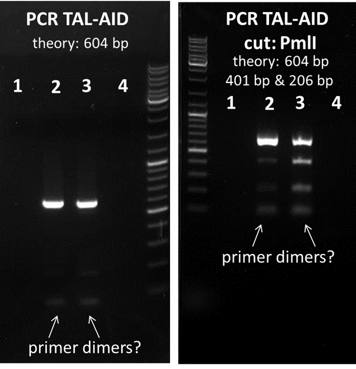 UP 12PCR-TAL-AID-15-08.png