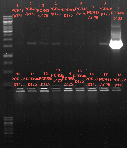 TUM12 LS analytcolonyPCR3.png