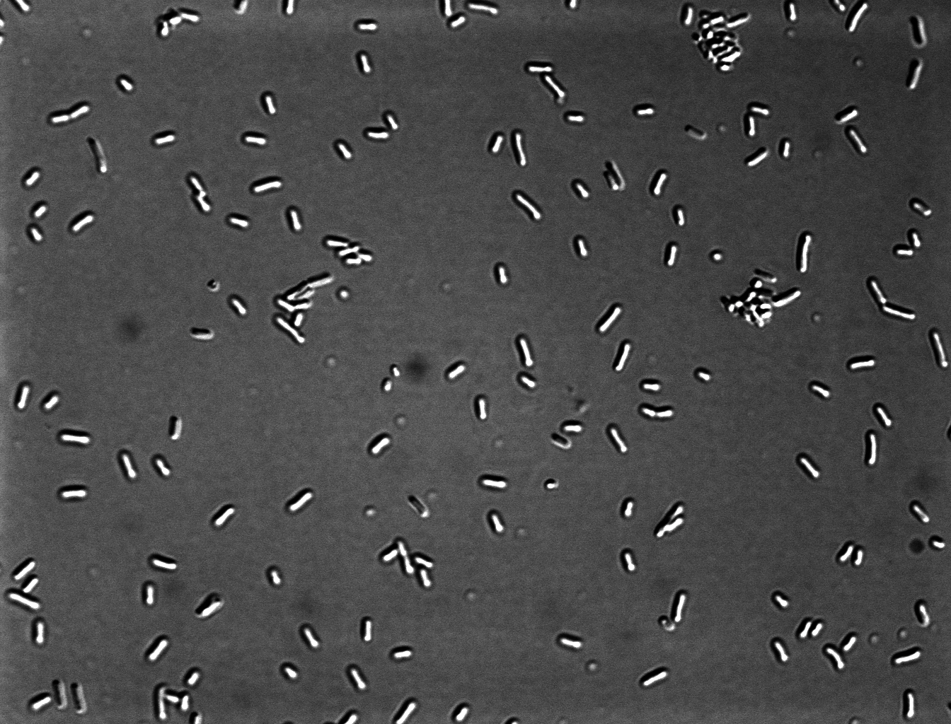 DICx60 E coli.jpg