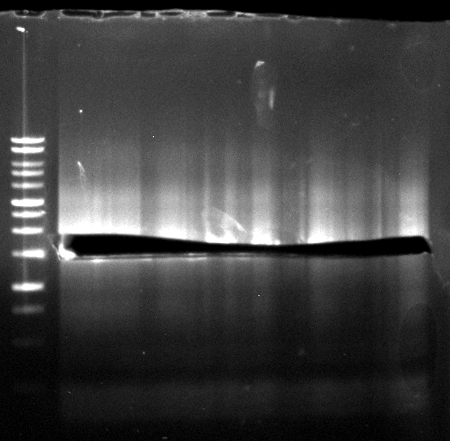 120524 SOE PCR EstAFsc.png