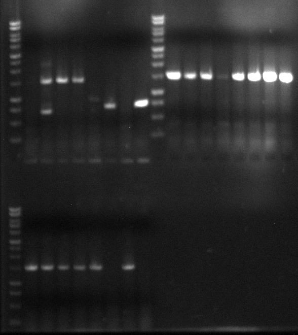 120612 SKVcolony-PCR,VPFE,VPEE.jpg