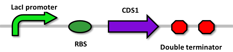 CDS1.png