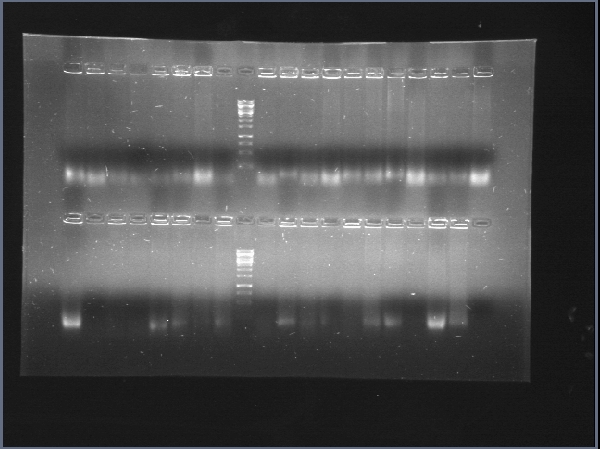 PCR PHCR.jpg