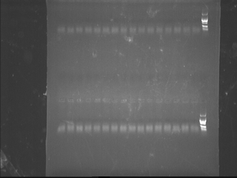 12SJTU 120715F-L PCR.jpg