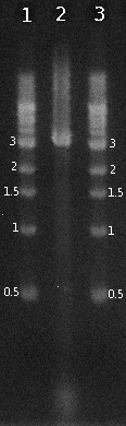 120725 (PCR colonie pSB4C5).jpg