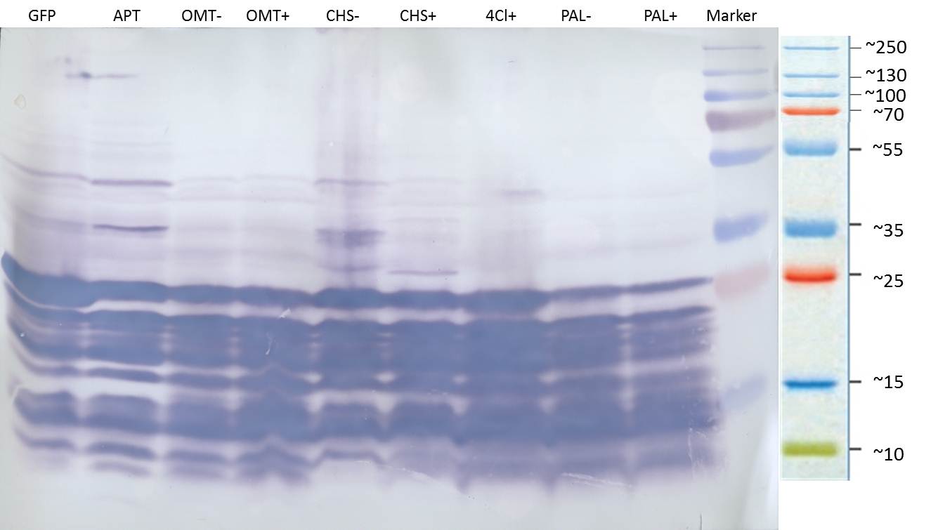 Western Blot of concentrated crude cell extracts