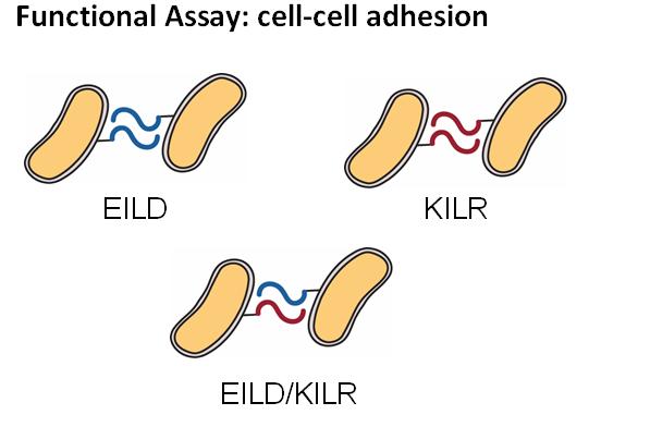 fig. 4 cell-cell adhesion using coiled-coils