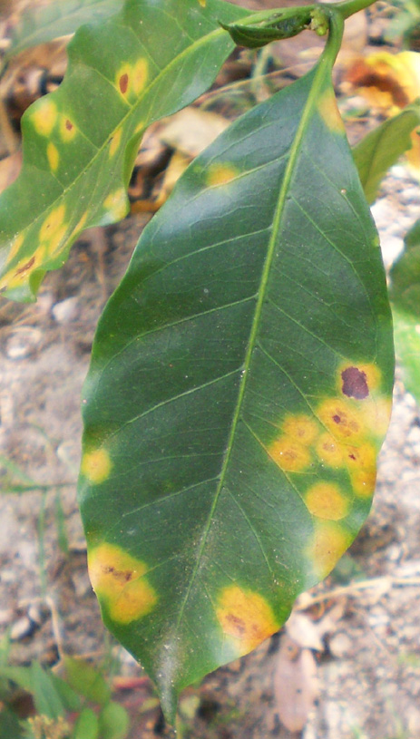 Figure 3. Coffee rust lesions often concentrate on the margins and tips of leaves. (Photo by P.A. Arneson).
