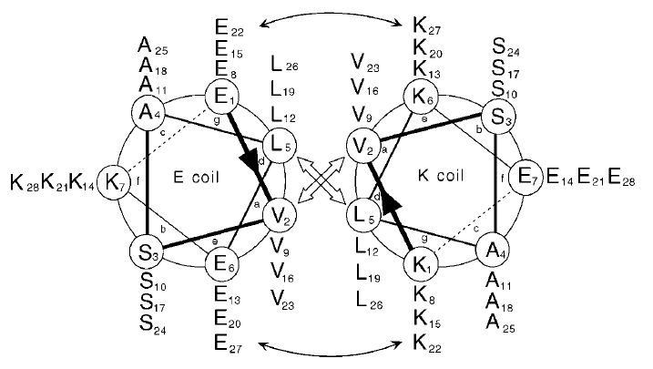 Coiled-coils interactions.JPG