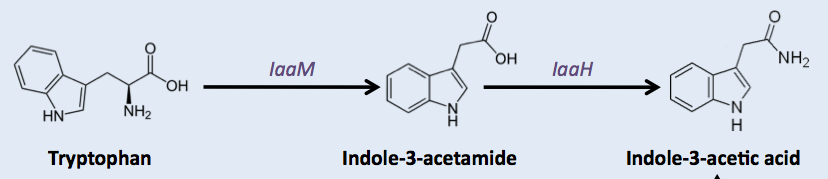 The simplest auxin synthetic pathway, developped by the 2011 Imperial College iGEM Team
