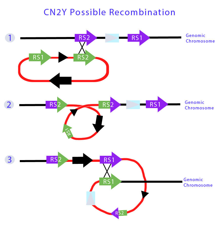 UC Chile-CN2Y Possible Recombination.jpg