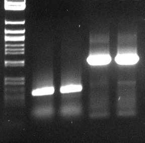 120516 SOE PCr PhoA Est13 PCR PhoA FsC.jpg