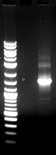 120718 SOE PCR Est13.jpg