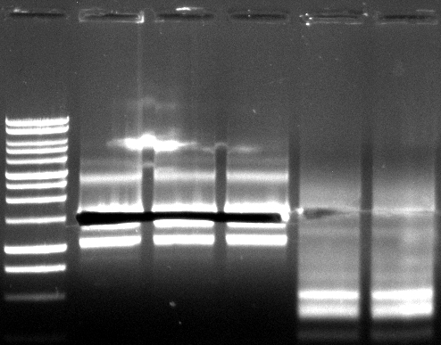 120531 SOE PCR Est13 PhoAEst13.jpg