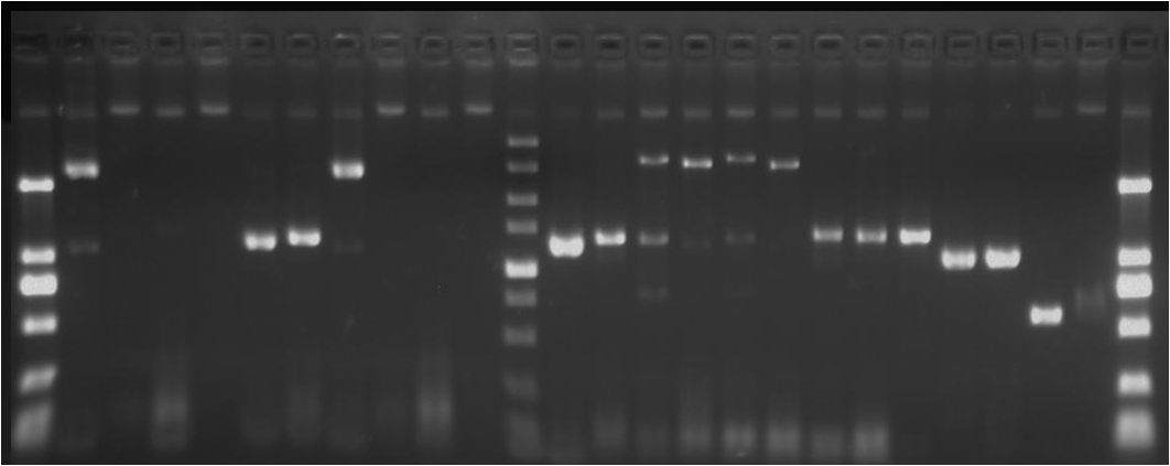 12SJTU vio series PCR.png