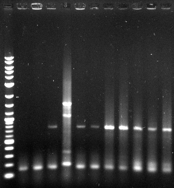 120718 colony PCR auf FsC für pCT 1-10 44.jpg