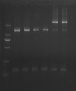 12SJTU 20120811-PCR-2MFL3-vioA1vioA2vioB1.jpg
