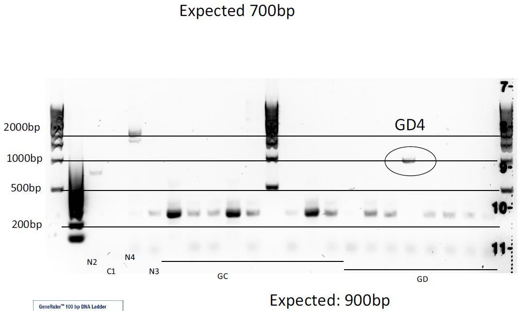 Team-EPF-Lausanne-pGL-EGFP-colony-PCR.JPG