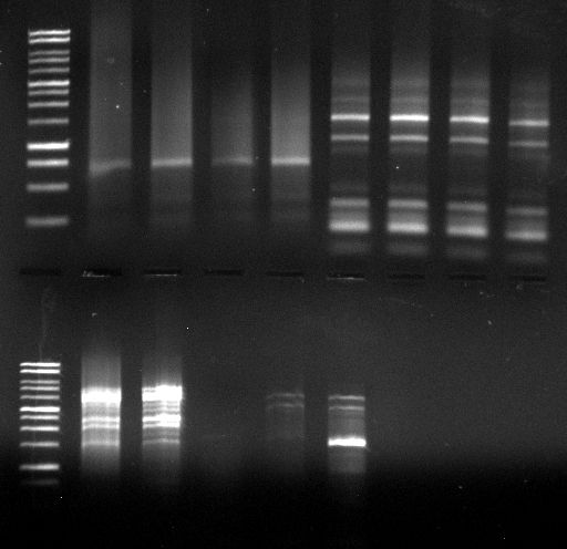 120524 o FsC Est13 u Kolonie PCR 1 2FsC 3 5Est13.jpg
