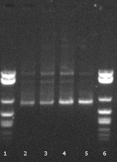 120811 PCR (VR,VF2) und Verdau (EcoRI,PstI) auf BBa Gesamt von Geneart.jpg