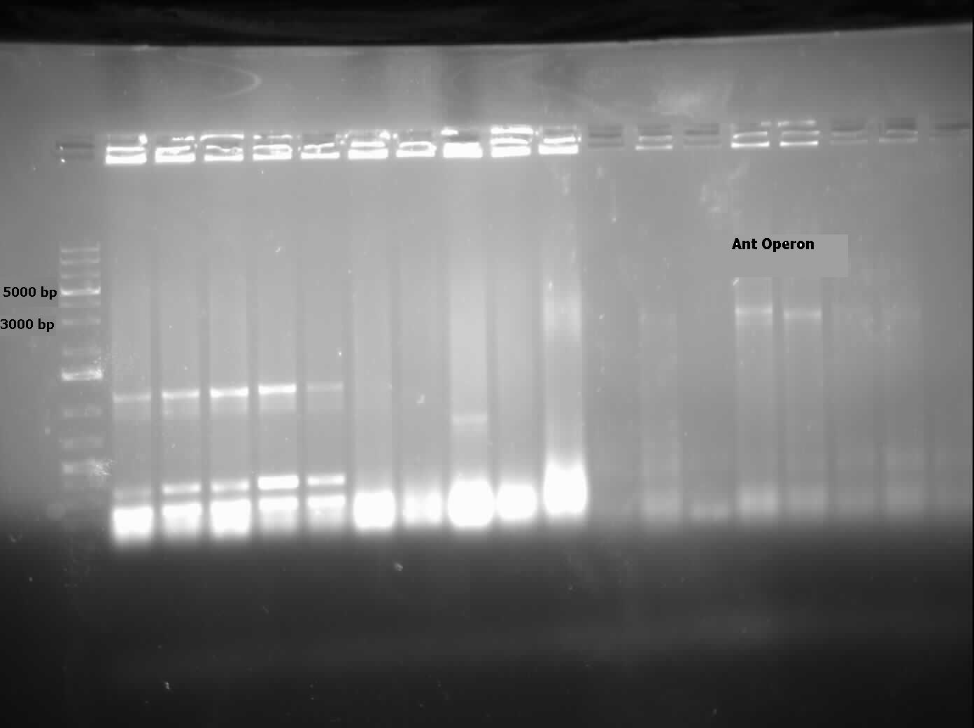08.09.2012 confirmation pcr of ant operon.jpg