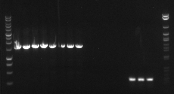 120813 PCR 1-4 RBSPE 5-8 EXN-RBS-Myc-Est 9-12 Gesamtfragment 14-16 A.jpg