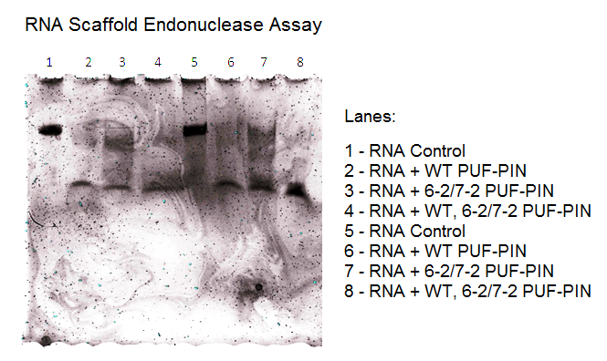 10.03.12 RNA Scaffold Assay.png