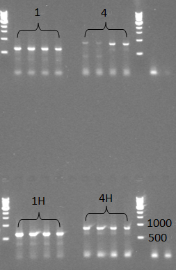PCR check for miniprep products (TuYV in ampicillin resistant backbone).jpg