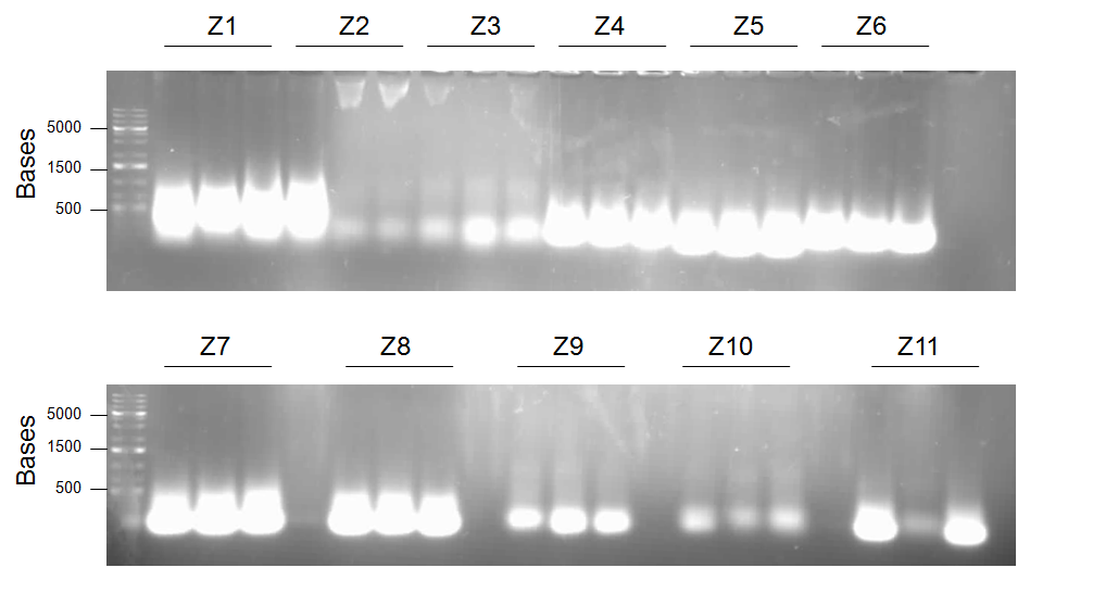 Figure 25: Round 3 of Splice-Overlap-Extention PCR. Reactions were carried out as described above, with 50 ng of gel-extracted DNA template from the previous PCR round. Bands were extracted using Qiagen QIAquick Gel Extraction Kit. Cycling conditions for the PCR reactions were: Stage 1 (95%deg;C for 2 min.), Stage 2 (94%deg;C for 1 min., 65%deg;C for 1 min, 72%deg;C for 6 min.)x 31, Stage 3 (72%deg;C for 10 min.). A faint band (~6000bp) can be seen in lane 4, indicating possible amplification of the desired product. Other reactions appear to have failed, as this bands are not present elsewhere.