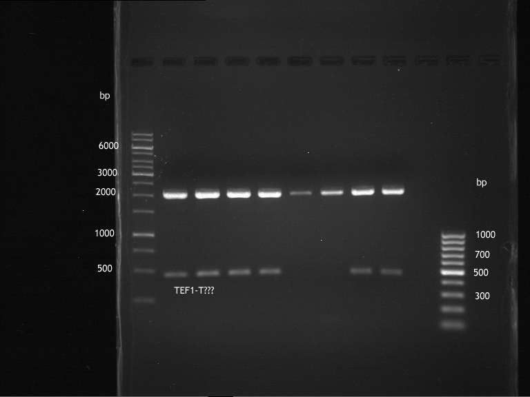 20120814 Anal.GEl Lig. TEF1-t in psb1c3.png