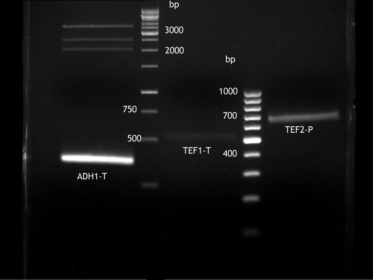 20120806 prep gel PCR Prod.png