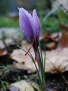 Flower of Crocus sativus, the natural source of saffron