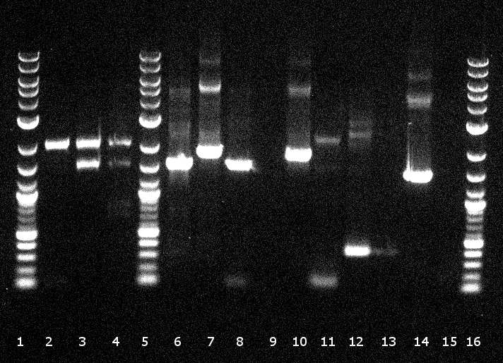 120804 Verdau PhoA, EstA, Est13, PCR auf EstA, Est 13, PhoA, Kontrolle auf Insert und Vektor.jpg